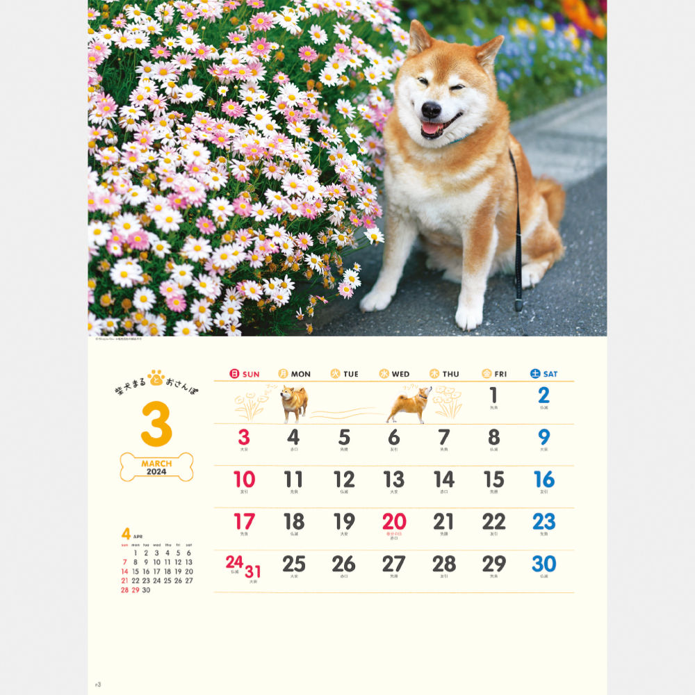NK-35 柴犬まるとおさんぽカレンダー 1