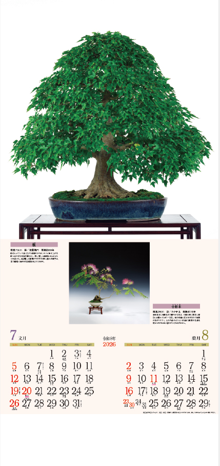 NC-14 銘樹（盆栽）