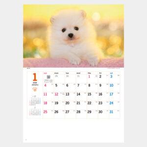 NK-454　サンキュードッグ 1