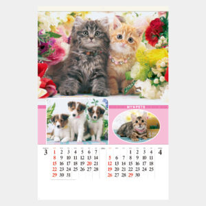 SG-543　フィルム マイペット 1