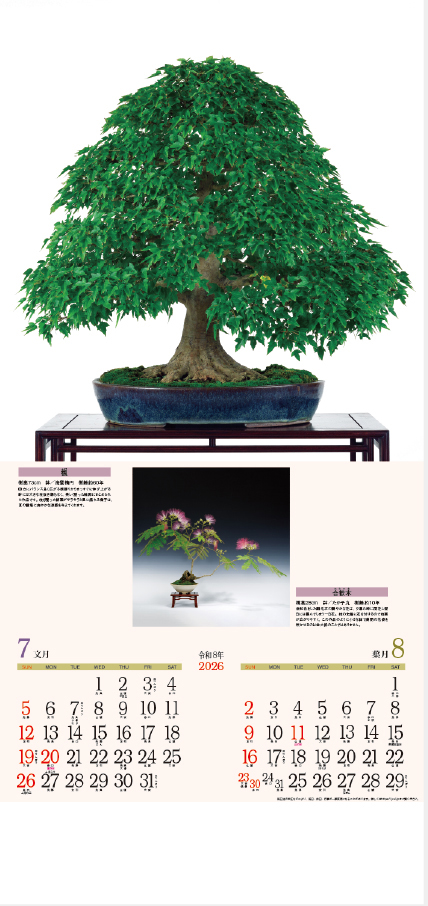 SD-22 銘樹（盆栽）