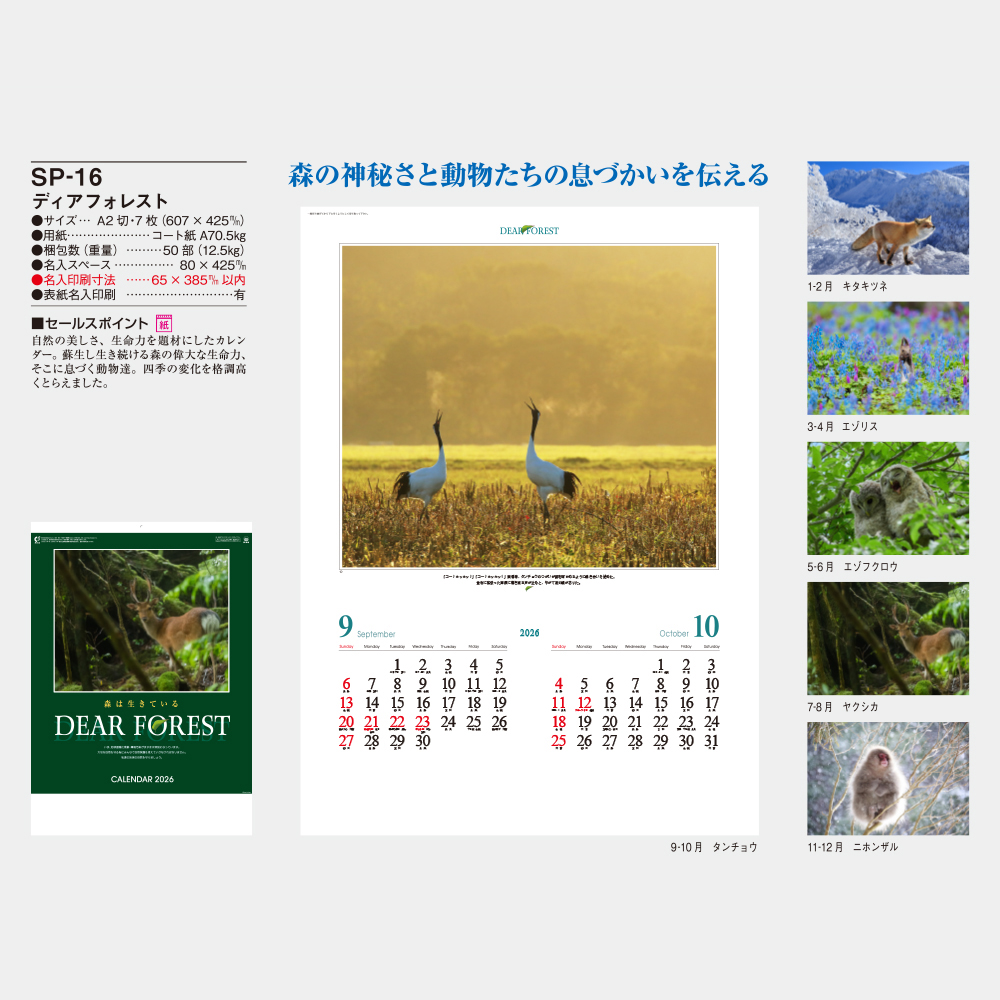 SP-16　ディアフォレスト 1