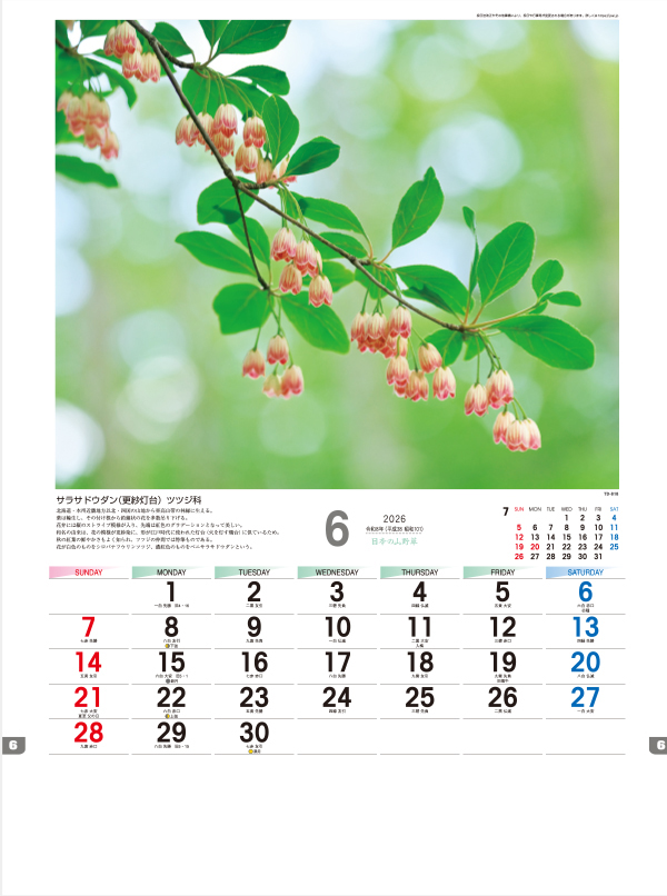 TD-818 日本の山野草