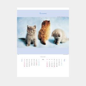 TD-934　ラヴ・キャット ～レイチェル・ヘイル作品集～ 1