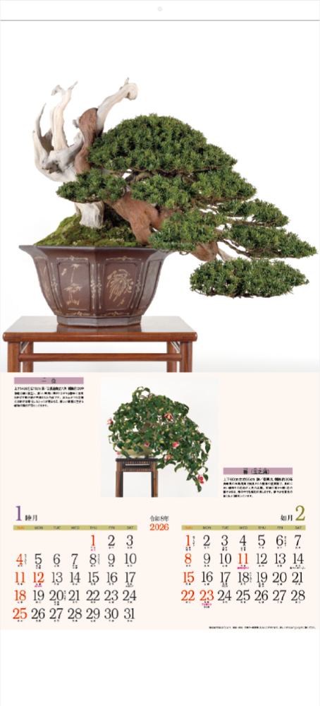 YG-24 銘樹（盆栽）