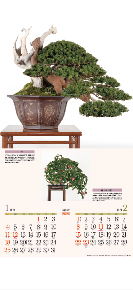 YK-624 銘樹（盆栽）